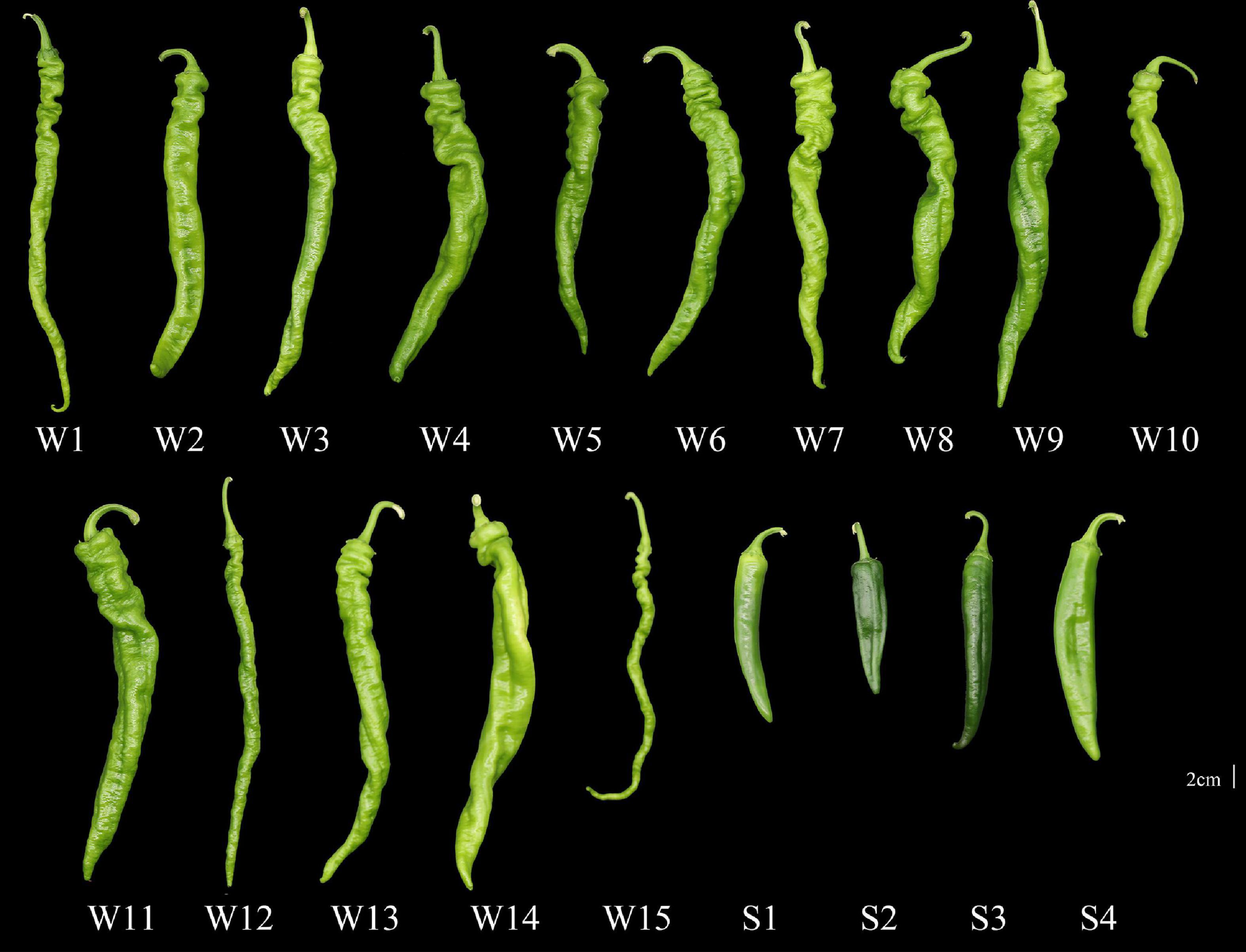 Comprehensive fruit quality assessment and identification of aroma-active compounds in green pepper (Capsicum annuum L.)